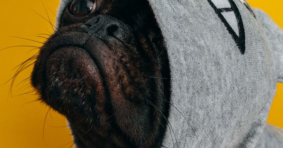 65 and Still Alive: Hilariously Happy Birthday Wishes for a Milestone Celebration