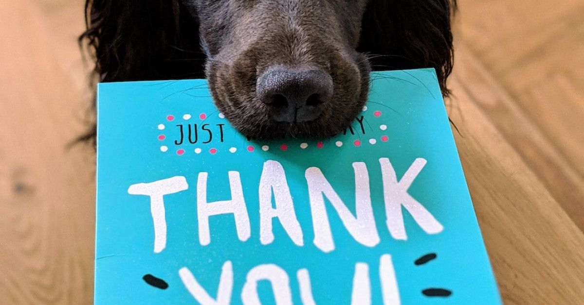 Celebrating a Purr-fect Birthday: Happy Birthday Cats