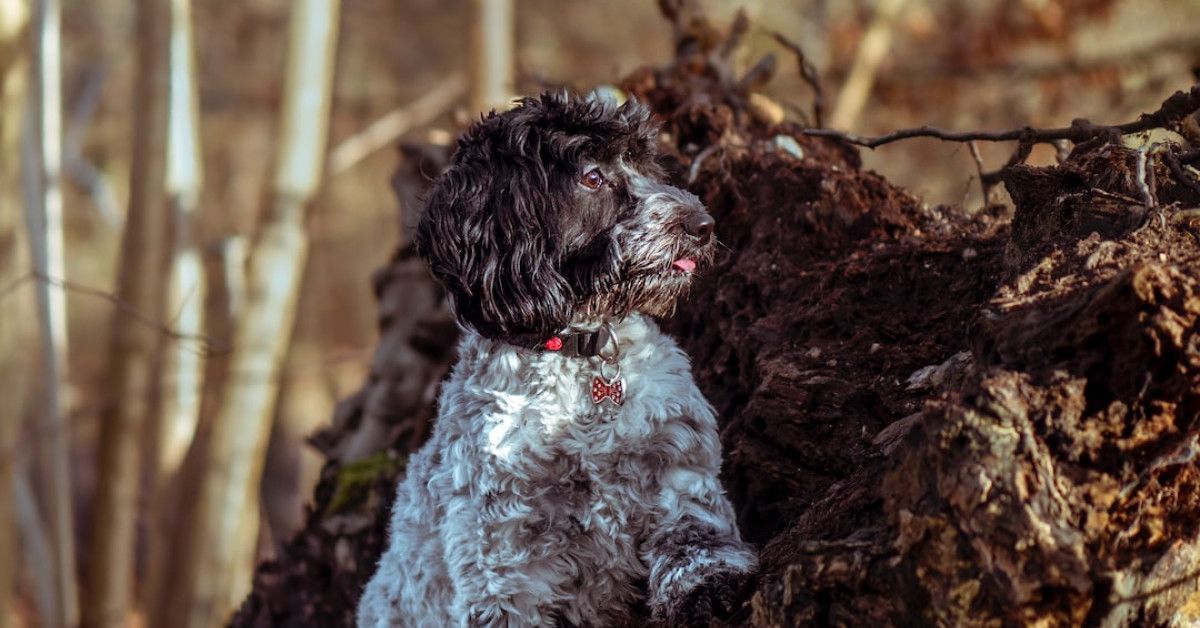 Fabulous at 40: Inspiring Quotes for Embracing the Milestone