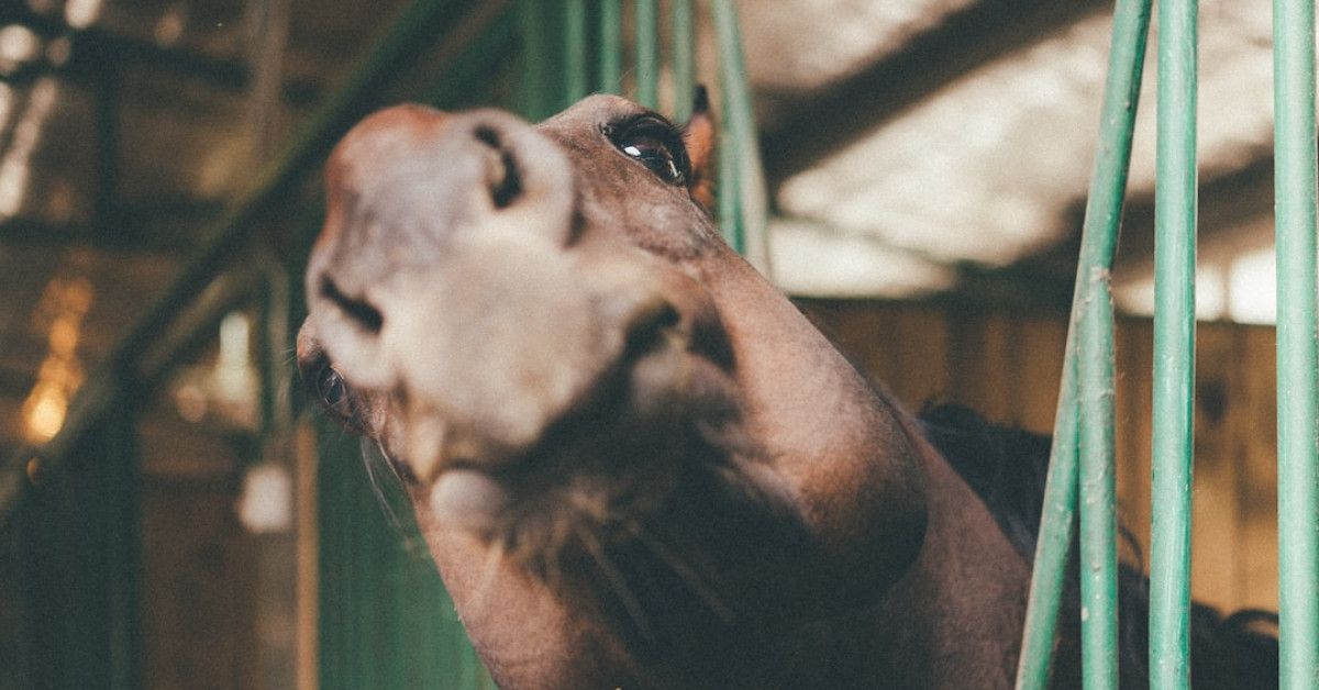 Hilarious Birthday Wishes for Your Amazing Wife: Making Her Smile from Ear to Ear!